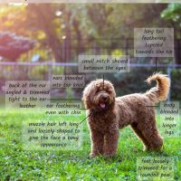goldendoodle grooming guide